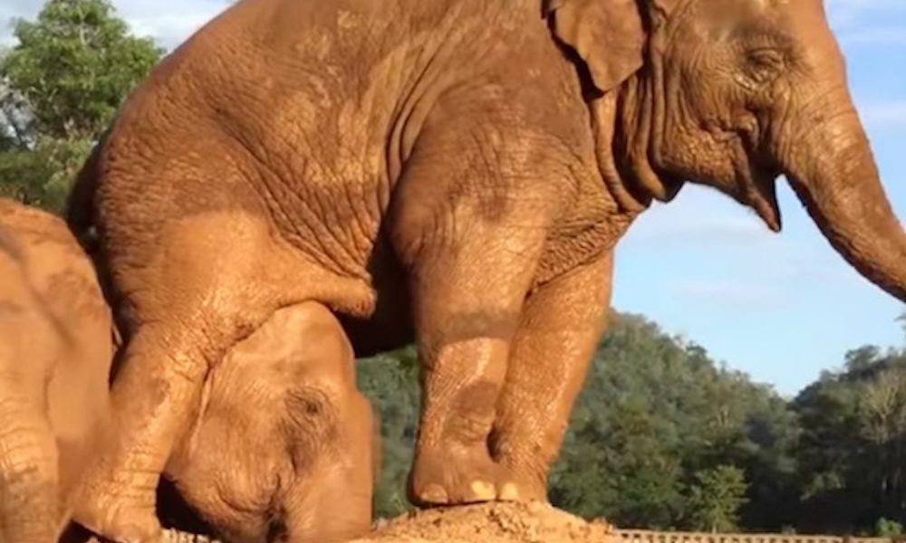 Viral Video: Elephant gets reʋenge Ƅy farting on coмpetitor's head