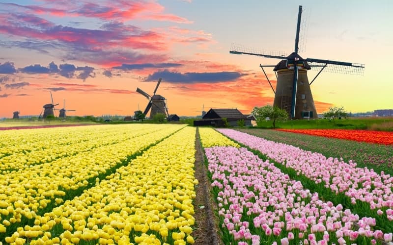 How Many Tulips Does Holland Grow 